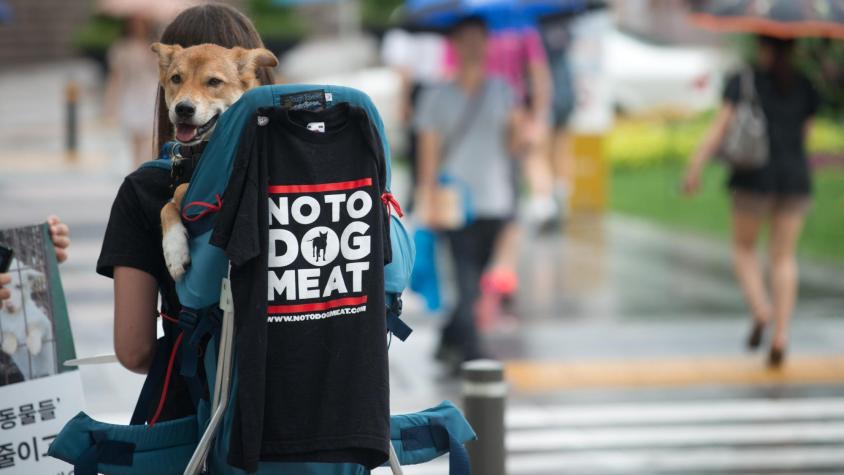 Carne de perro genera controversia en Corea del Sur: productores rechazan proyecto para prohibir su venta