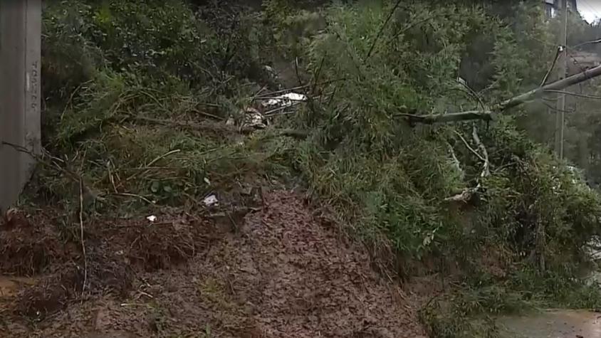 Sistema frontal: Árbol cae sobre auto en Vichuquén