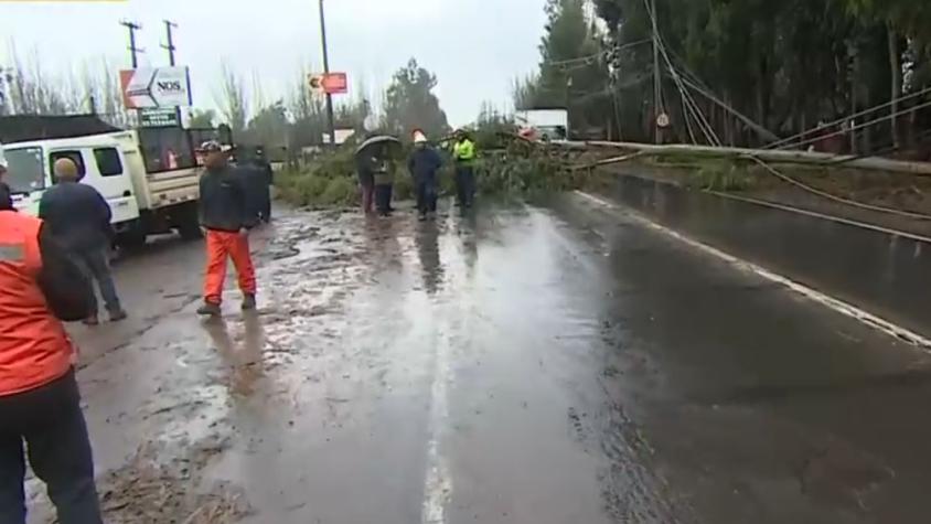 Tránsito cortado en San Bernardo: Eucalipto cayó sobre el tendido eléctrico