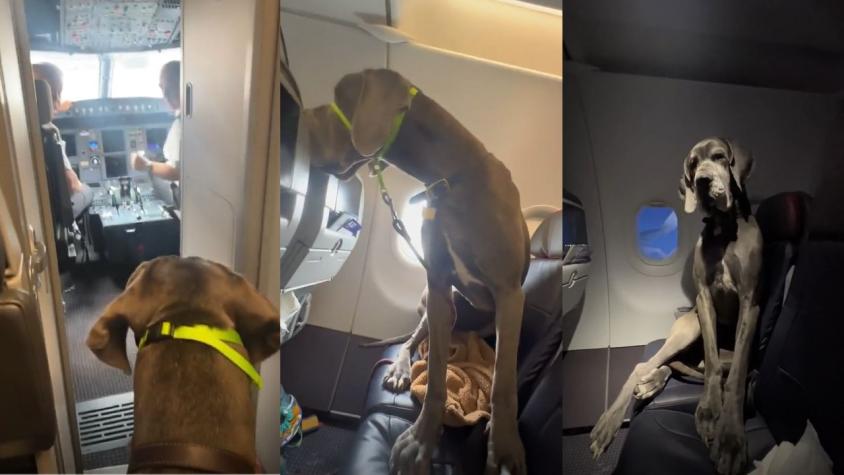 Puro amor: Joven compró tres pasajes de avión para viajar con su perro gran danés