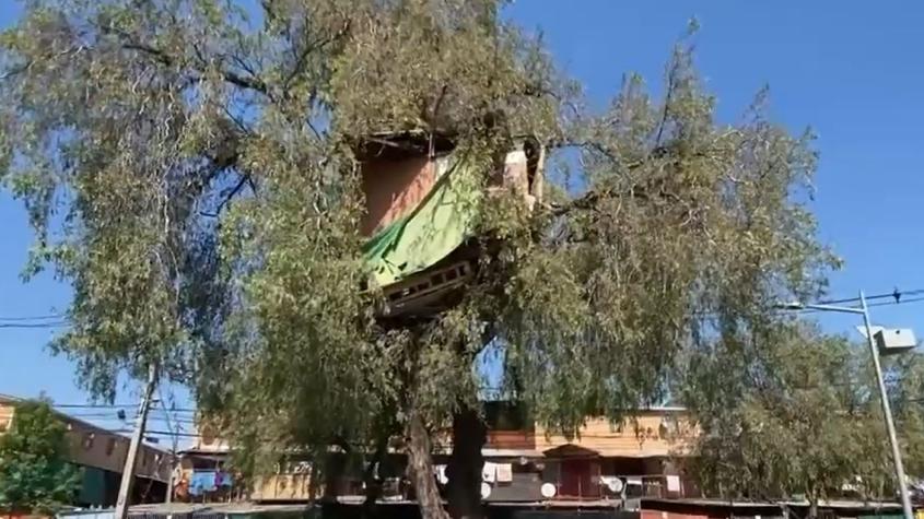 Construyen casa en un árbol para vender droga en Renca: Municipio la derribó