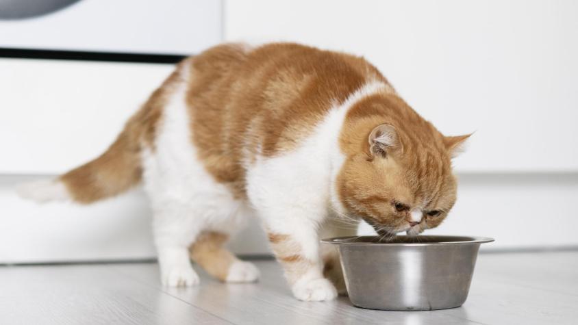 ¿El sodio es bueno para los gatos? Esto recomiendan los expertos