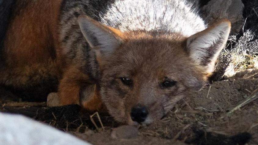 [VIDEO] Ñamku: Centro de rehabilitación y reinserción de fauna silvestre en Valparaíso