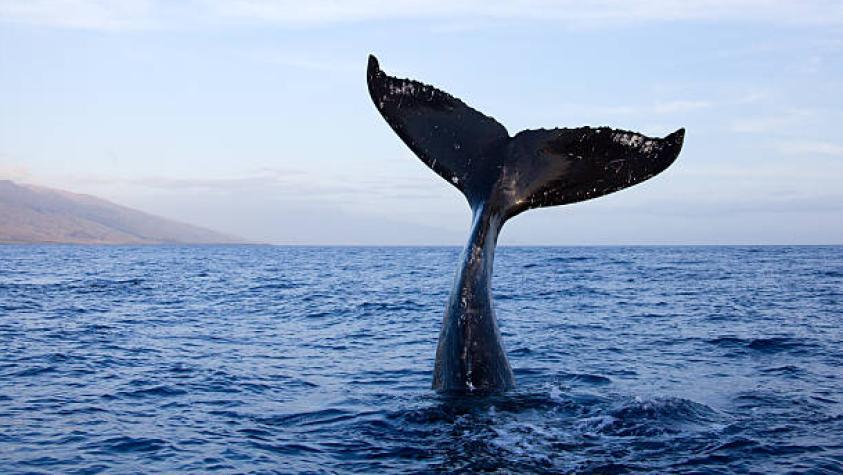 Chileno descifró el canto de una ballena minke antártica usando inteligencia artificial: “Va cambiando su idioma según el año”
