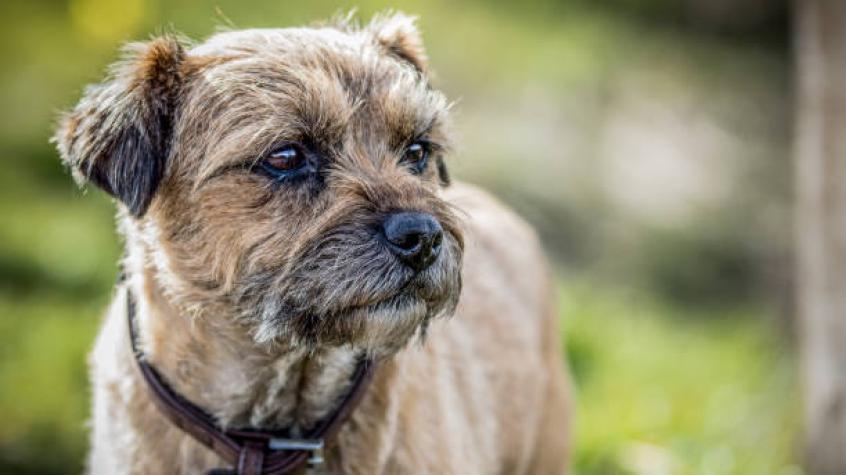 Perrita caminó más de 160 kilómetros buscando a sus dueños: Se habían ido de vacaciones