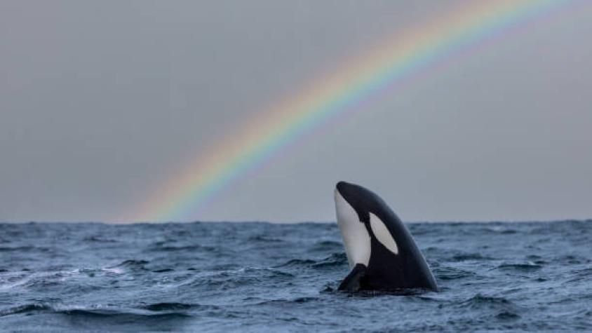Muere Lolita, la orca emblemática del acuario de Miami