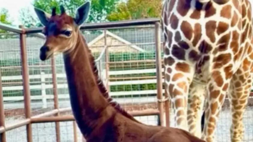 Nace jirafa sin manchas que podría ser la única en el mundo