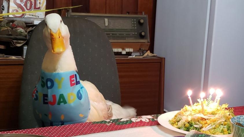 Celebran cumpleaños a patito en Valdivia: Cumplió cinco años