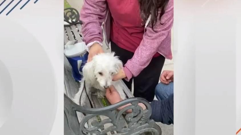 Coreano detenido por maltrato animal en Ñuñoa: Golpeaba al perro en el balcón del departamento 