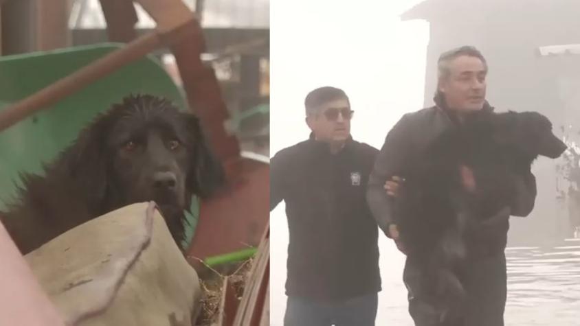 Se reunirá con su familia: Equipo de Tu Día rescató a perrito atrapado en vivienda de Hualañé Se reunirá con su familia: Equipo de Tu Día rescató a perrito atrapado en vivienda de Hualañé