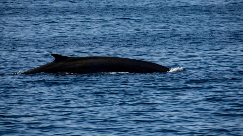 Islandia vuelve a permitir la caza de ballenas