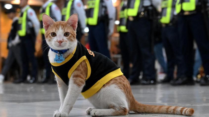 Patrulla de gatitos: guardias de seguridad filipinos adoptan gatos abandonados
