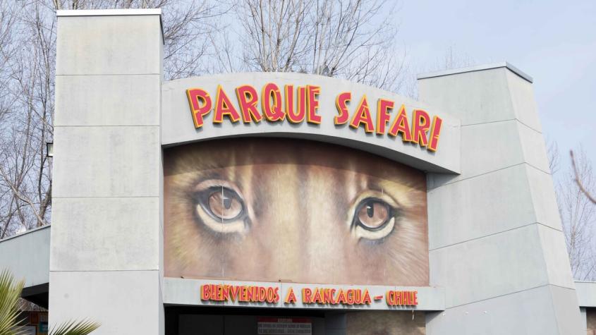 Fatal ataque de tigre: Tres imputados quedan en libertad tras formalización por muerte de trabajadora en Parque Safari