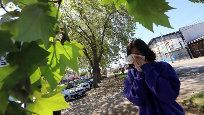 ¿Estás con alergia?: Revisa como están los niveles de polen en el aire