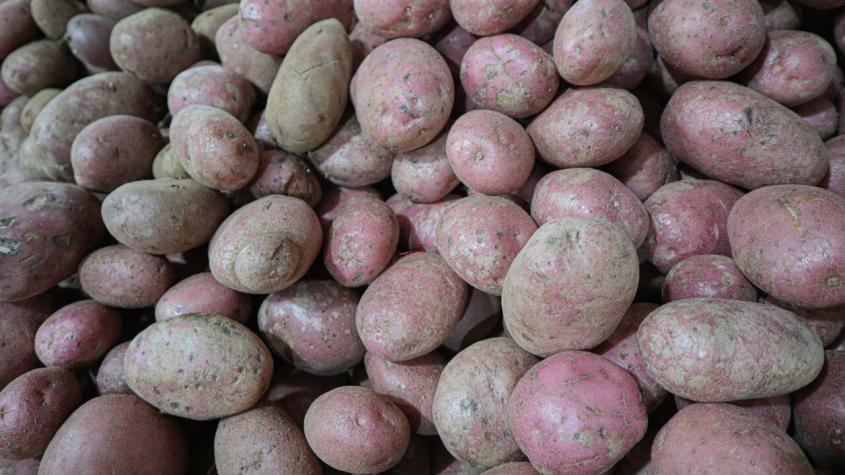 Baja el precio del kilo de papas: ¿Podría llegar a los mil pesos antes de las Fiestas Patrias?