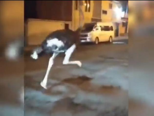 Dos avestruces corriendo a toda velocidad por las calles de La Paz dejan atónitos a transeúntes