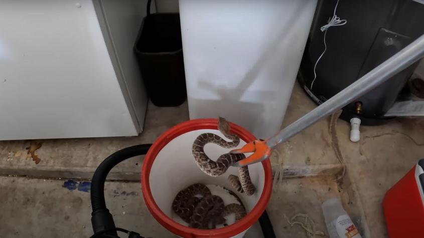 Encuentran 20 serpientes en el garaje de una casa: “Es una locura”
