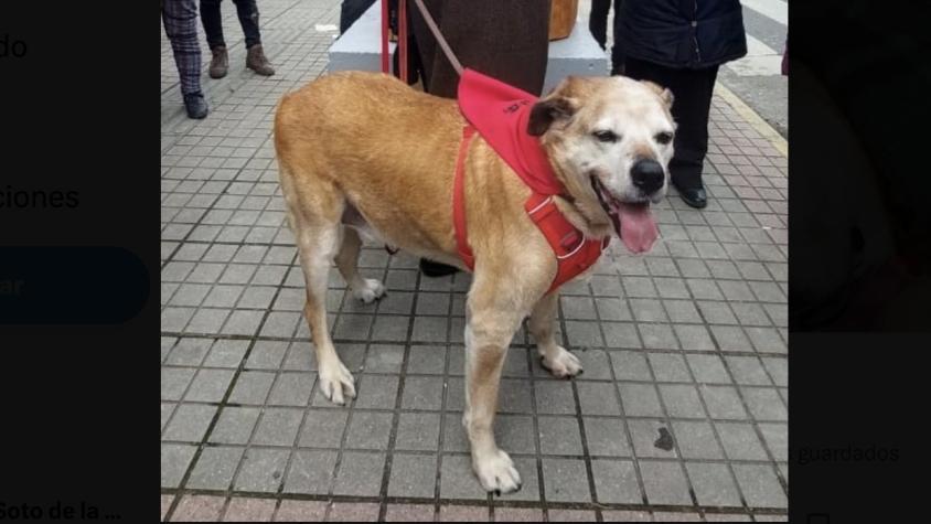 "Ya tienes tus alitas": Fallece Luis Apolo, perro símbolo de Osorno