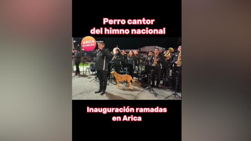 Perrito entonó himno nacional en inauguración de ramadas en Arica