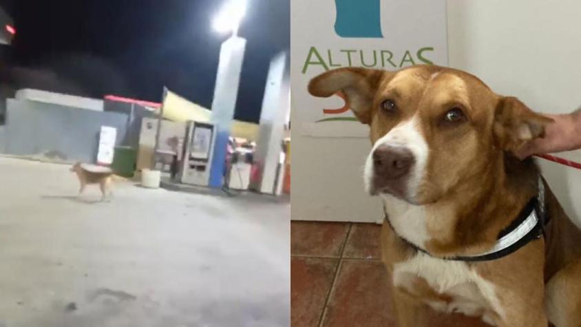 Dante, el perrito que fue maltratado por hombre en Villa Alemana, busca ser adoptado