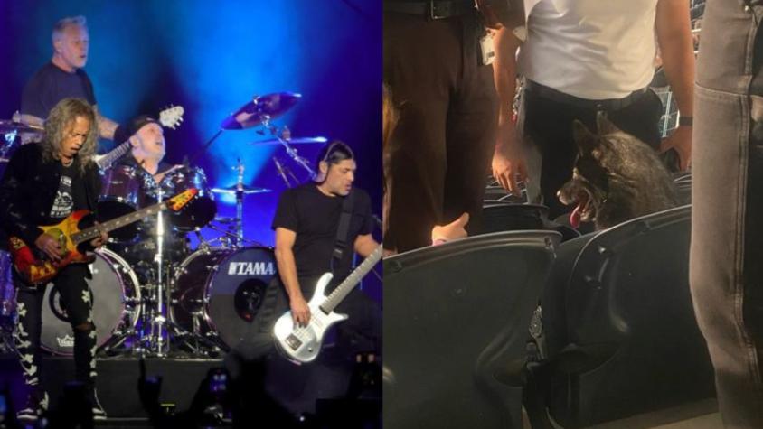 Perro escapó de su casa y fue encontrado disfrutando concierto de Metallica