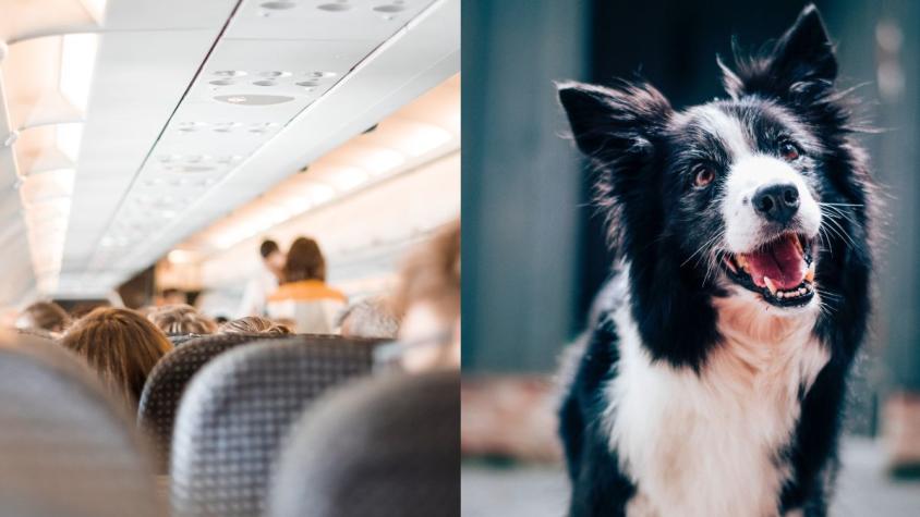 Pareja exige reembolso aerolínea por tener que viajar al lado de un perro que lanzaba gases y jadeaba