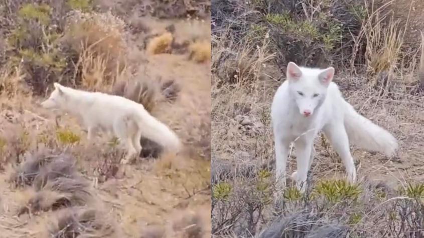 ¡Es hermoso! Registran un zorro albino en la Patagonia argentina