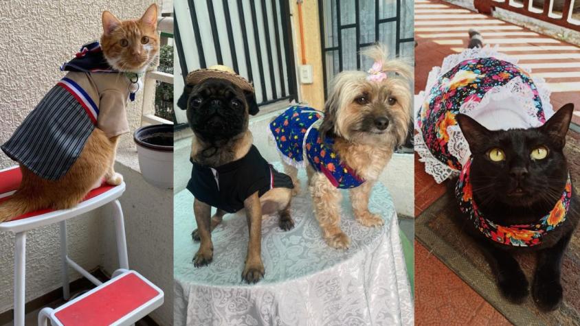 "Patitas dieciocheras": Los perros y gatos que se robaron las miradas con su trajes de huaso en Fiestas Patrias