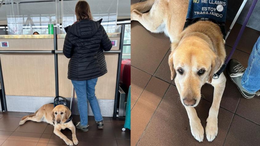 Mujer con discapacidad visual denuncia que no dejan subir a su perro guía a su vuelo