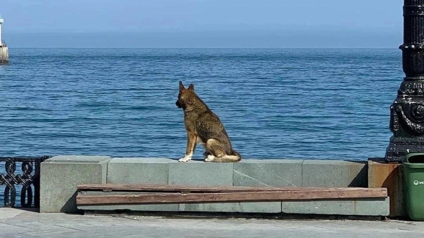 “Hachiko de Crimea”: Murió el perro que esperó por 12 años a su fallecido dueño