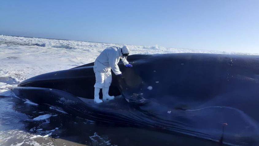 Medía más de 23 metros y pesaba más de 40 toneladas: Gigantesca ballena varó en Huentelauquén