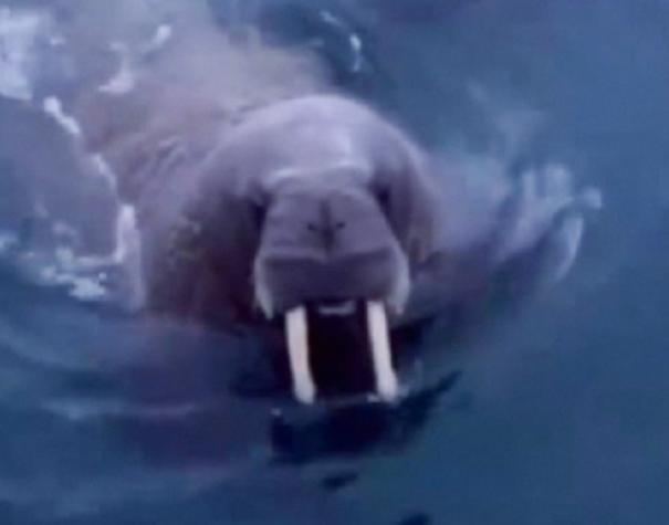 Del terror: Captan momento en que una morsa ataca bote inflable en el ártico ruso
