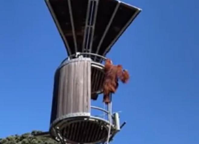 Impactante escena en zoológico australiano: Orangután lanza violentamente a una zarigüeya 