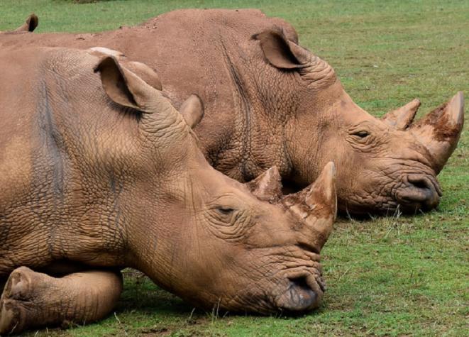 En el día Mundial del Rinoceronte: Te contamos datos poco conocidos de estos animales