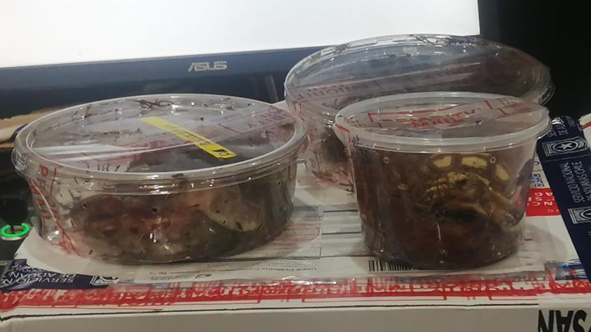 Intentaron ingresar serpientes y tortugas vivas en el Aeropuerto de Santiago: Estaban en pequeñas cajas
