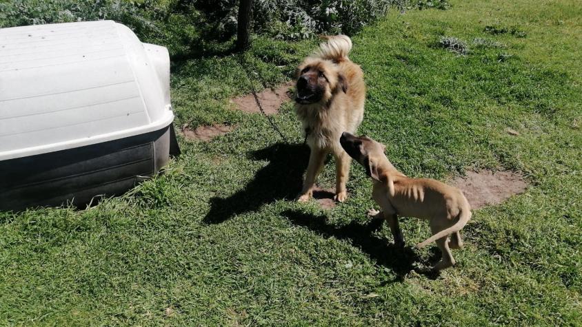 Mujer fue detenida por maltrato animal: Tenía dos perros en estado de desnutrición en la RM