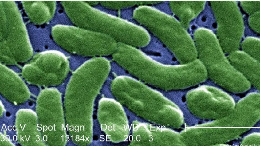 Alerta en EE. UU. por infecciones con "bacteria carnívora"