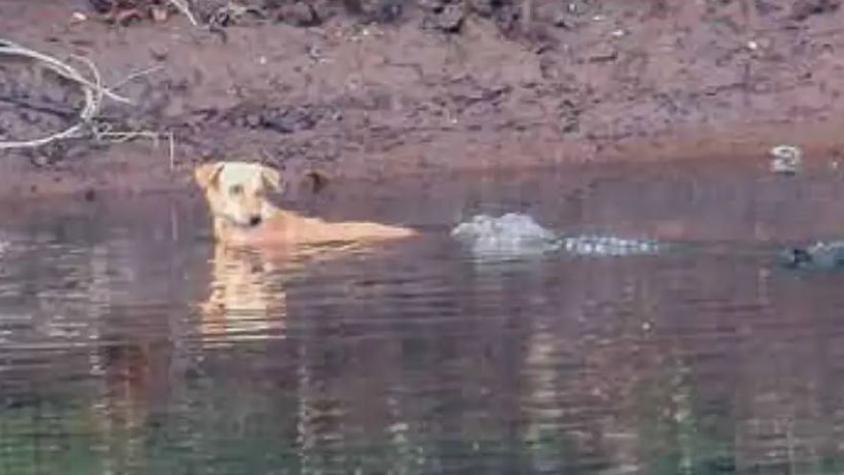 Cocodrilos en India salvan a un perro varado en un río y científicos no saben por qué	