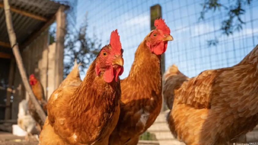 Científicos utilizan IA para traducir cacareos de gallinas
