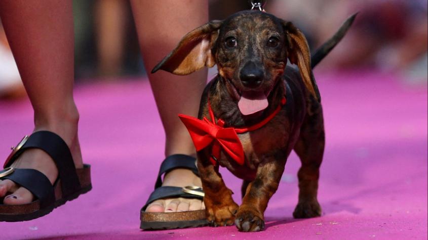 Prohibida la venta de perros y obligación de esterilizar a gatos: Los detalles de la ambiciosa nueva ley por las mascotas en España