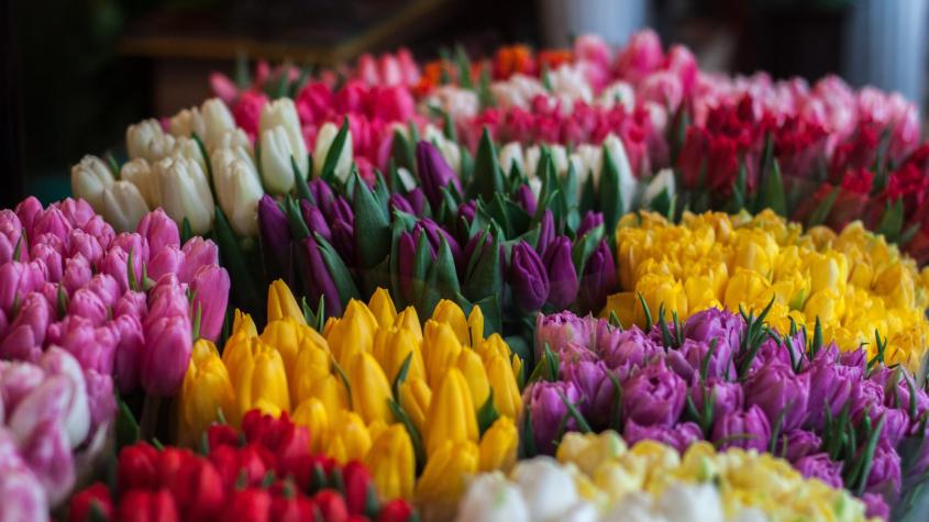 Las flores amarillas no significan lo mismo que unas rojas: ¿Qué mensaje esconde cada una según su color?