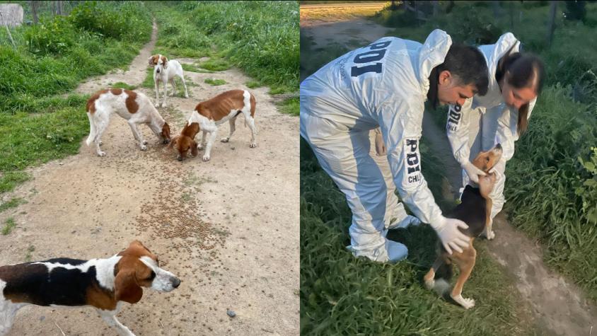 Doce perros y un gato fueron rescatados de maltrato animal: PDI los entregará a fundación