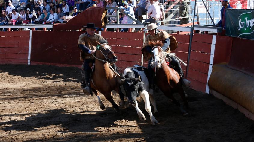 Consejo Constitucional rechaza declarar el rodeo como deporte nacional Consejo Constitucional rechaza declarar el rodeo como deporte nacional