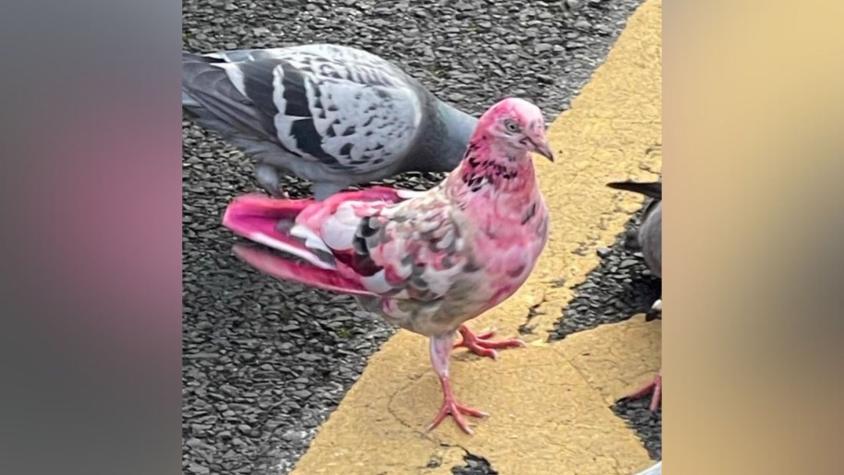 Aparición de misteriosa paloma rosada desconcierta a habitantes de una ciudad británica