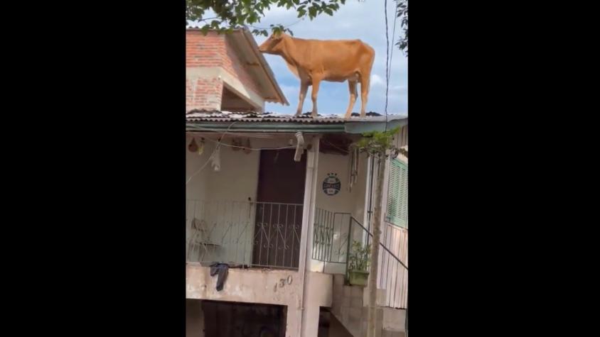 Una vaca termina en el techo de una casa tras el paso de ciclón en Brasil