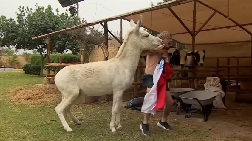 "¿Por qué lo hizo?": Tierra Brava mostrará hoy un doloroso accidente de Junior Playboy con el burro