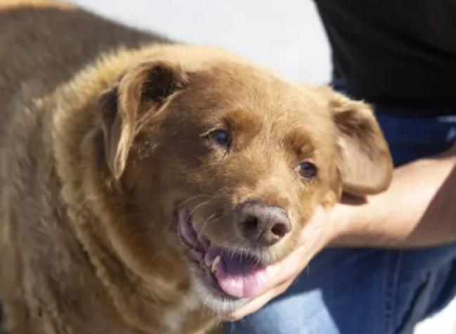 Reportan muerte de Bobi a sus 31 años: Era el perro con el Récord Guinness de longevidad