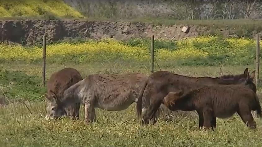 Cabras y burros se reprodujeron sin control: Granja de Maipú los dará en adopción