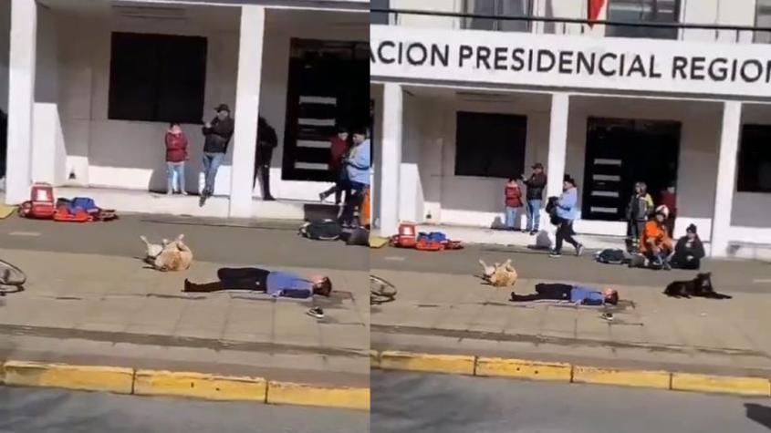 Viralizan tierno perro en Puerto Montt: Comenzó a “actuar” en un simulacro de atropello