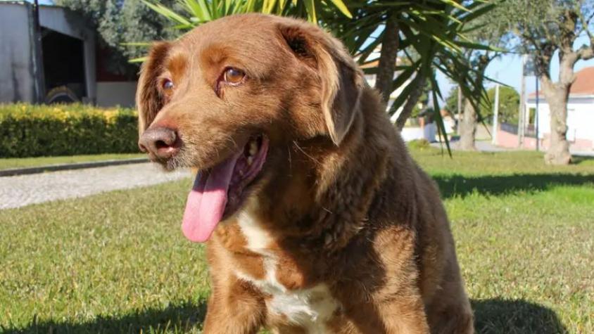 Tenía 31 años: Muere "Bobi" el perro más viejo del mundo